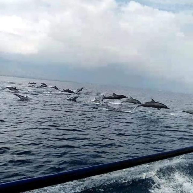 north-bali-dolphin-lovina-beach-aling-aling-waterfall