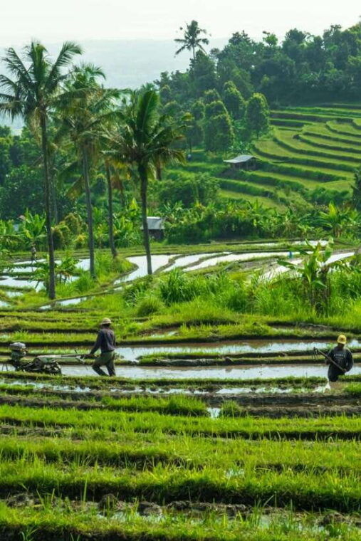 north-bali-monkey-forest-waterfall-rice-terrace-ulun-danu