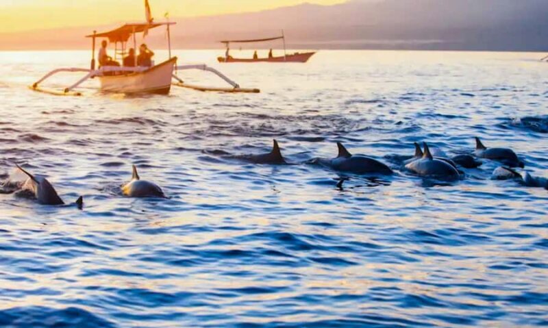 North Bali: Sunrise Dolphin Tour for Nature Lover & Explorer - Why This Tour Fits Certain Travelers