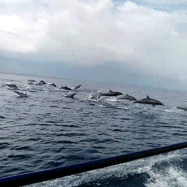 north-bali-sunrise-dolphin-trip-at-lovina-beach