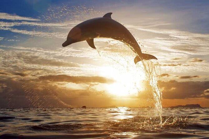 North Bali Sunrise Tour With Dolphins, Instagram Wanagiri & Waterfalls - The Full Scoop: An In-Depth Review of the North Bali Sunrise Tour