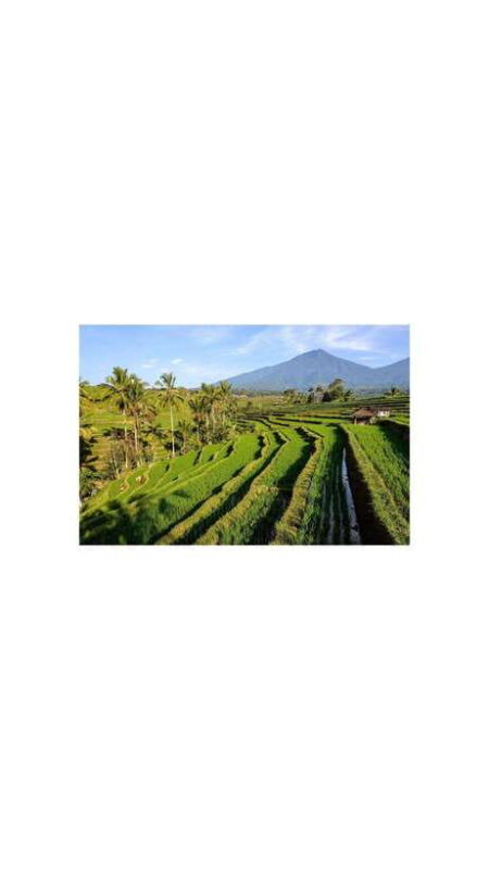 north-bali-walking-on-the-expanse-of-jati-luwih-rice-fields