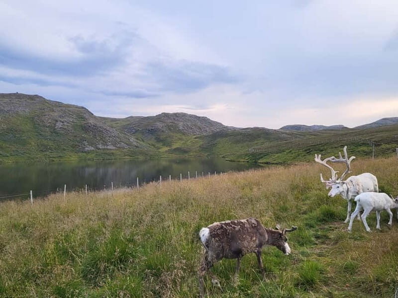 North Cape and King Crab Tour with Sámi Camp Tour - Encounter with the King Crab