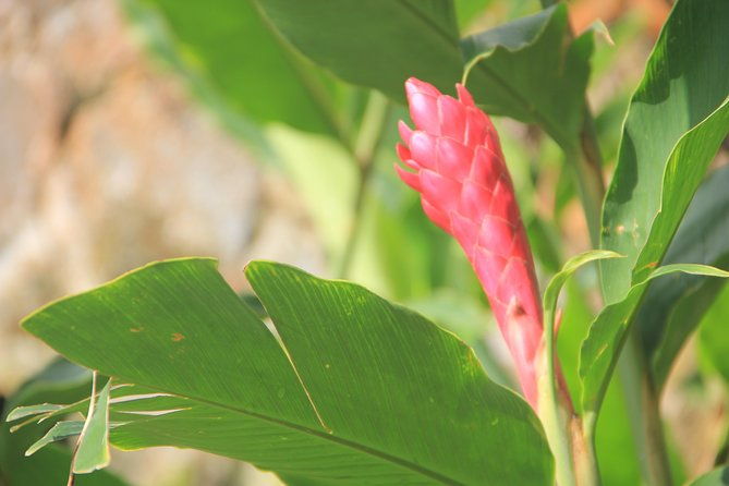 north-caribbean-tour-in-martinique