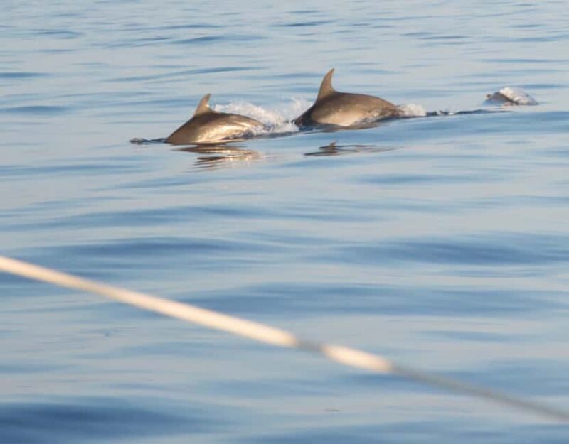 North Coast Dolphins Sunrise Adventure Tour - FAQs
