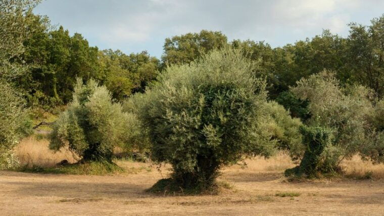 north-corfu-olive-tour-with-olive-oil-tasting-and-meze