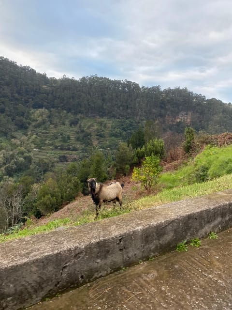 north-east-madeira-jeep-safari-tour-for-the-nature-lovers