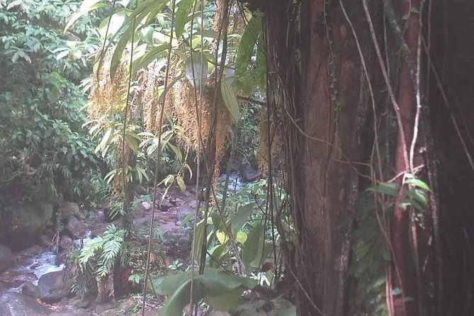 north-island-tour-and-martinique-best-secret