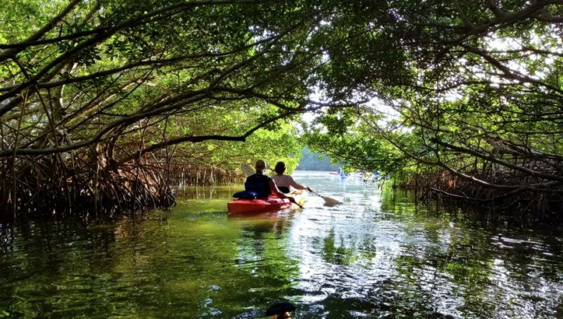 north-miami-nature-island-exploration-on-sup-kayak
