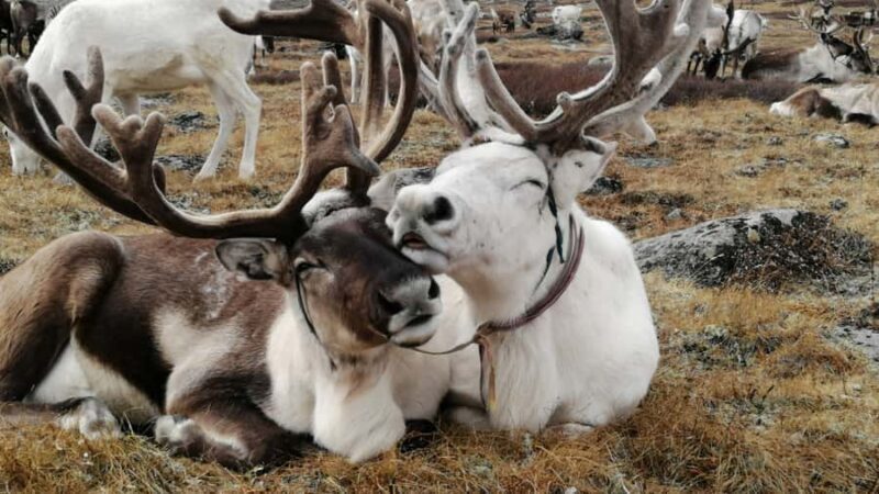North Mongolia: 13-Day Reindeer Family Visiting Tour - Key Points