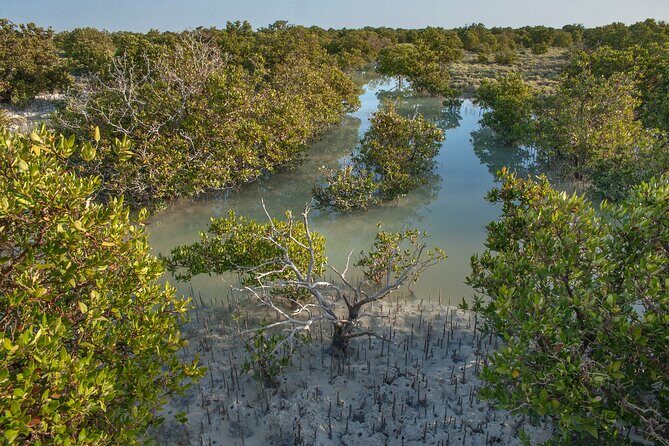 North Qatar Guided Expedition to Nature Charms - What Reviewers Say