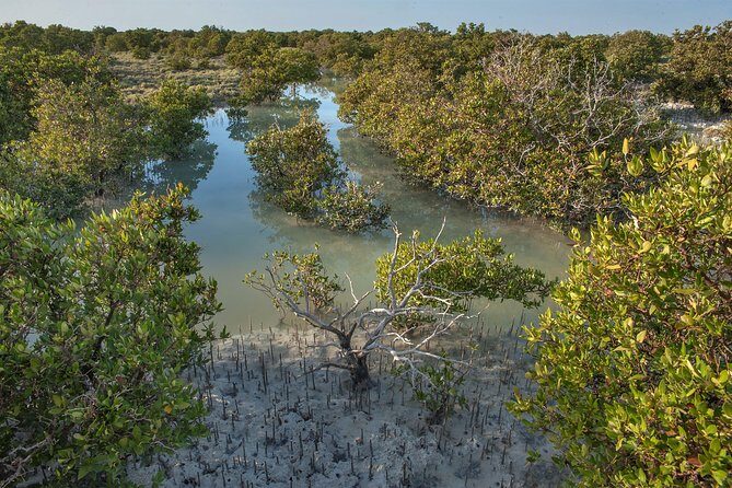 North Qatar Half-Day Tour: Al Zubarah, Purple Island & Mangroves - Final Thoughts