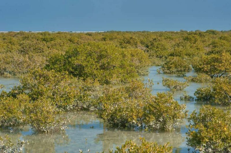 North Qatar: Zubara Fort, Jumail Village, Thakhira Mangroves - Who Will Love This Tour?