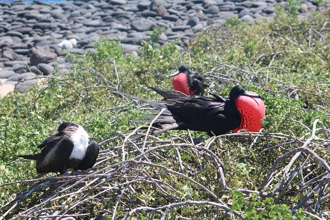 north-seymour-day-trip-galapagos