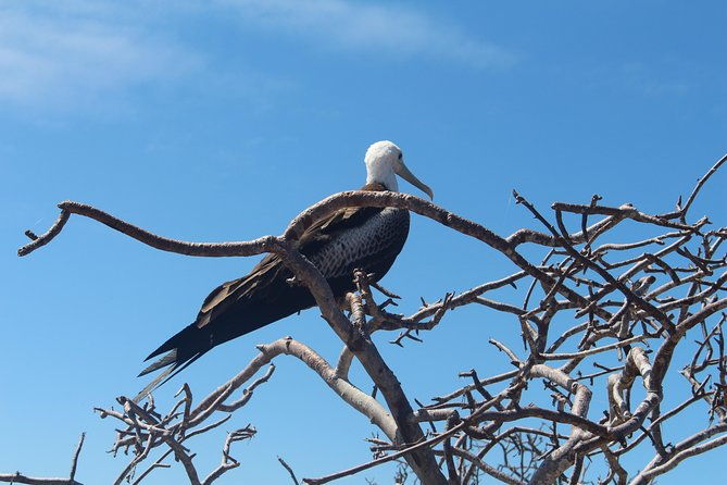 north-seymour-day-trip-galapagos