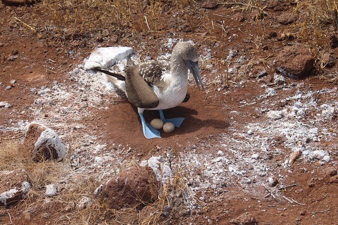 north-seymour-day-trip-galapagos