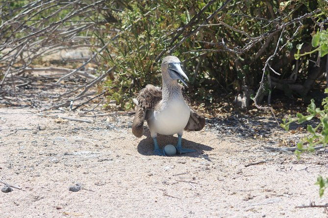 north-seymour-day-trip-galapagos