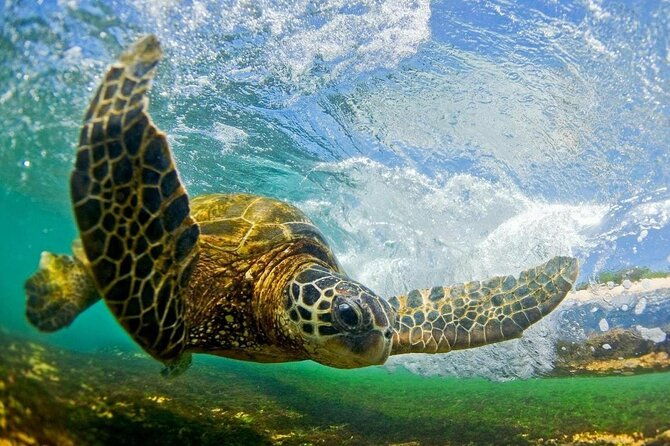north-shore-private-tour