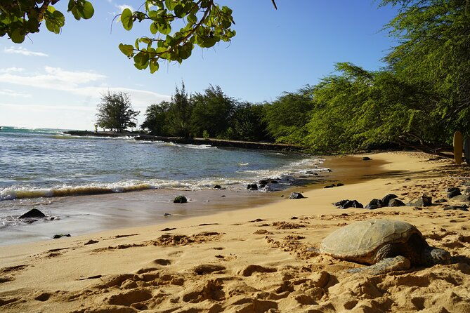 north-shore-surfing-lessons-oahu-hawaii