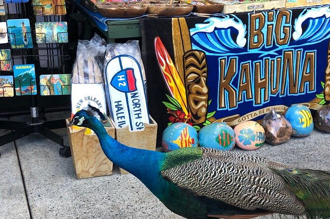 north-shore-waimea-falls-day-swim-with-turtles