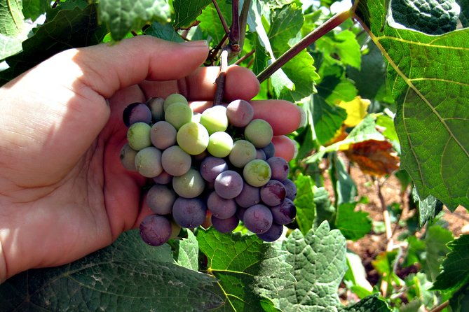 north-texas-wineries-vineyards-tour-tastings-6-person-minimum-2