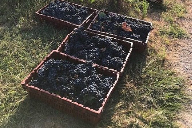 north-texas-wineries-vineyards-tour-tastings-6-person-minimum