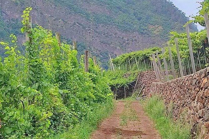 north-tour-wine-tasting-4x4-small-groups