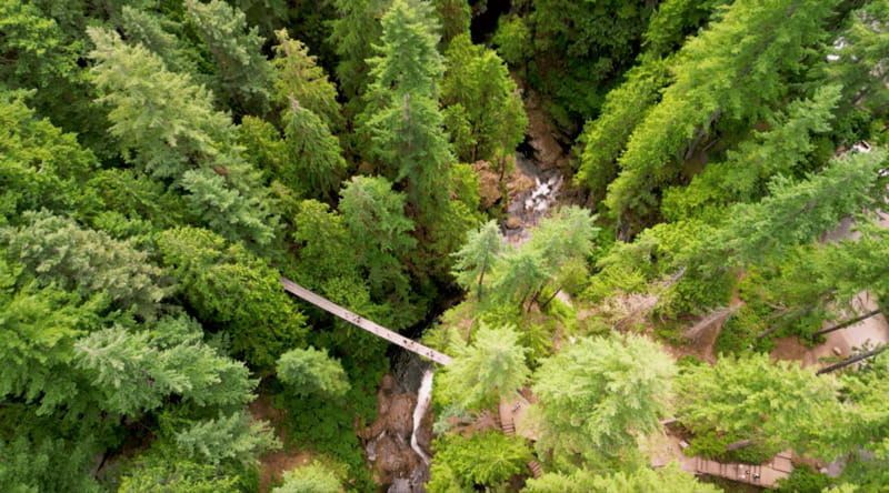 north-vancouver-lynn-canyon-guided-hike