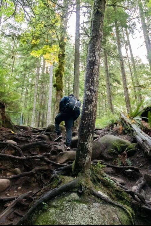 north-vancouver-lynn-canyon-guided-hike