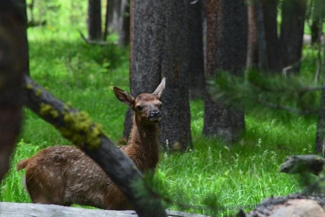 north-yellowstone-day-tour-lamar-valley-private-day-tour