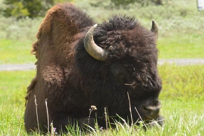 north-yellowstone-day-tour-lamar-valley-private-day-tour