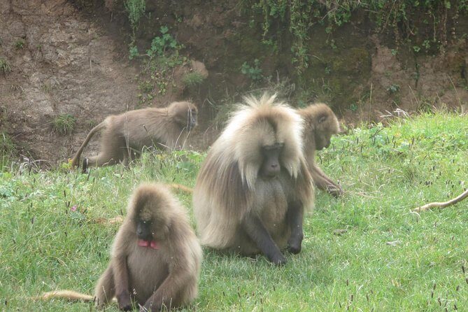 Northern Ethiopia & Trekking Simien Mountains , 10 Days - FAQ