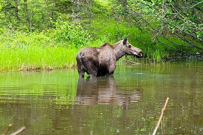 northern-lights-experience-from-anchorage-a-season-wonder