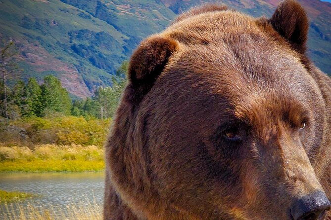 northern-lights-experience-from-anchorage-a-season-wonder