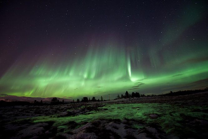northern-lights-husky-visit
