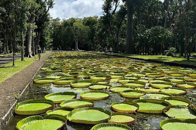 Northern Mauritius Private Tour w/ Port louis Market and Beaches - Sir Seewoosagur Ramgoolam Botanical Garden: Nature’s Showcase