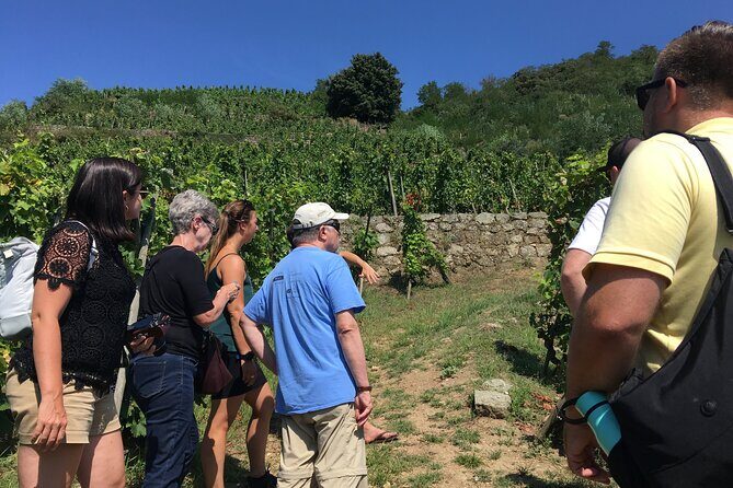 Northern Rhône Valley Wine tour from Lyon Half Day - Northern Rhône Valley Wine Tour from Lyon Half Day: A Taste of France’s Finest