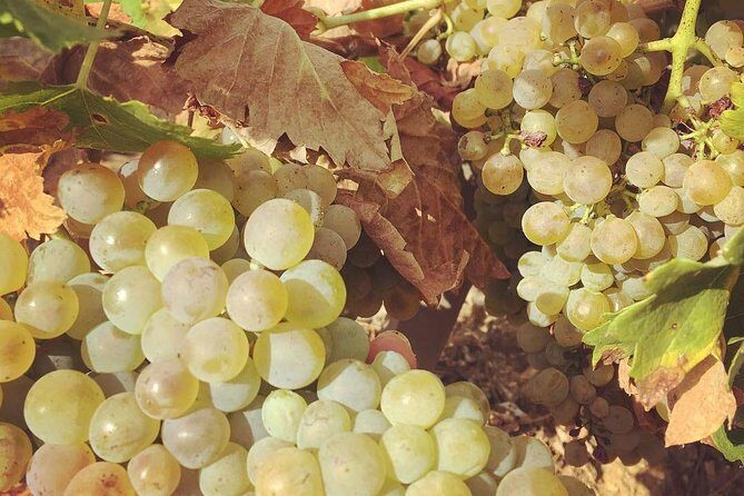 Northern Rhône Valley Wine tour from Lyon Half Day - Key Points