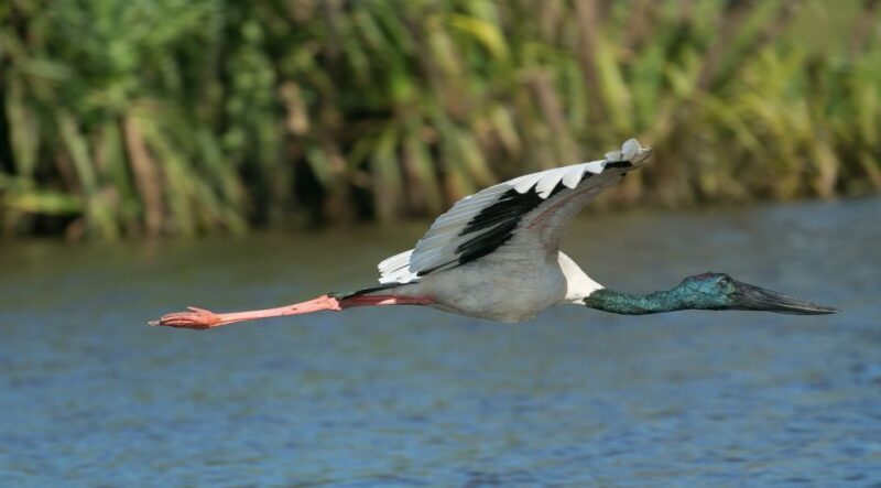 Northern Territory: Corroboree Billabong Nature Cruises - Introduction