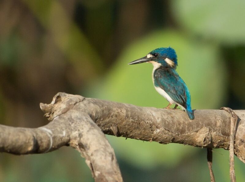 Northern Territory: Corroboree Billabong Nature Cruises - The Authenticity and Value of the Tour