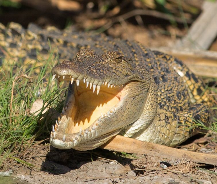 Northern Territory: Corroboree Billabong Nature Cruises - Practical Tips for Your Cruise
