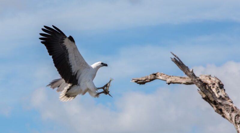 Northern Territory: Corroboree Billabong Nature Cruises - FAQ