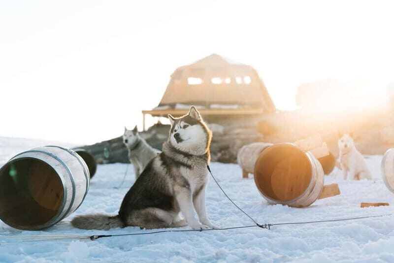 Norway: 2-Day Dogsledding Tour with Glacier Campsite - The Sum Up