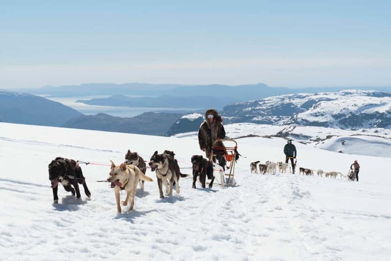 Norway: Half Day Dog Sledding on the Folgefonna Glacier - Key Points