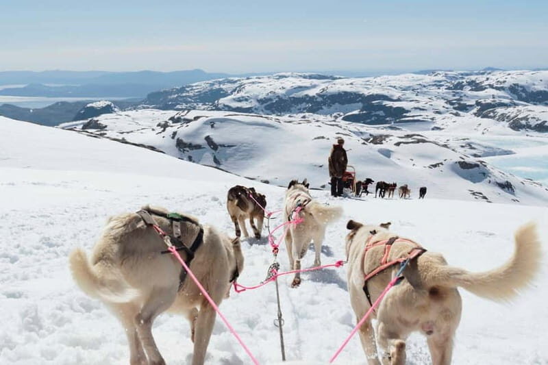 Norway: Half Day Dog Sledding on the Folgefonna Glacier - FAQ