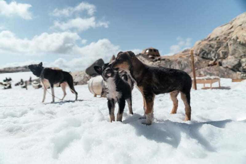 Norway: Husky Camp Visit on top of Folgefonna Glacier - The Experience: An In-Depth Look