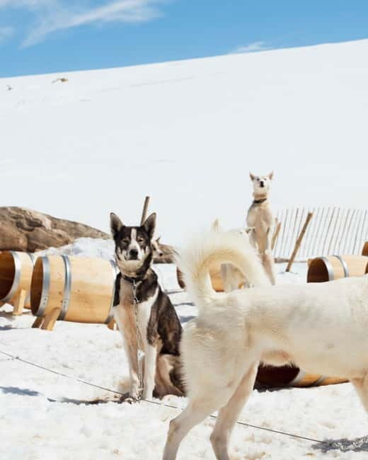 Norway: Husky Camp Visit on top of Folgefonna Glacier - Frequently Asked Questions