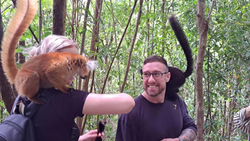 Nosy Be Day Trip: Nosy Komba Lemurs & Tanikely Snorkeling - Key Points  
