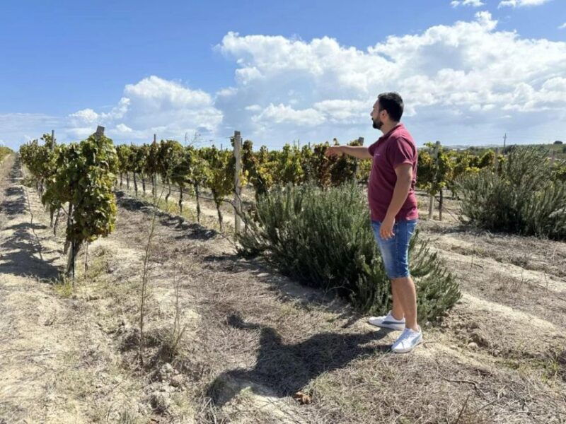 noto-wine-tasting-and-estate-tour-with-local-products