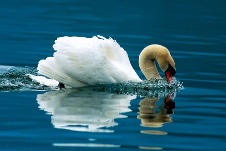 np-krka-tour-with-boat-ride-and-swimming-in-skradin-town